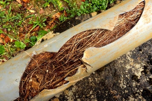 roots in drain pipes