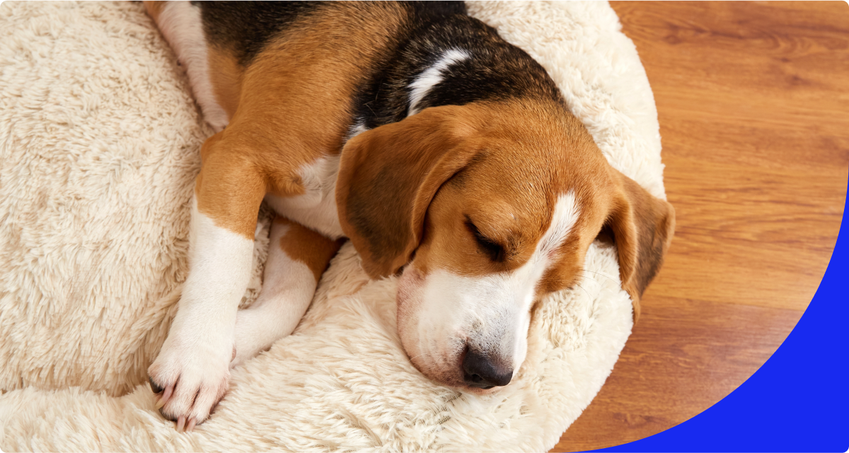 Click to view the Dog Nook Ideas article