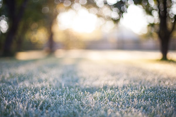 winter grass