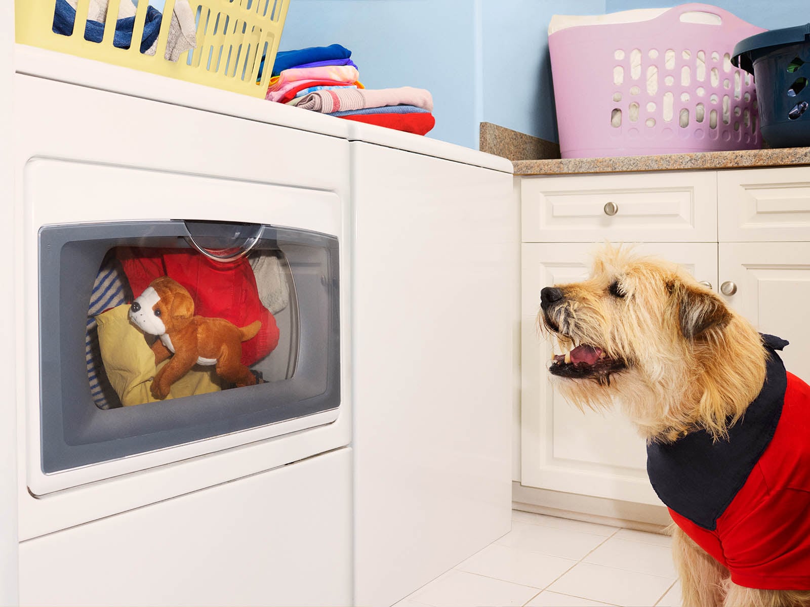 Dog watching clothes dryer