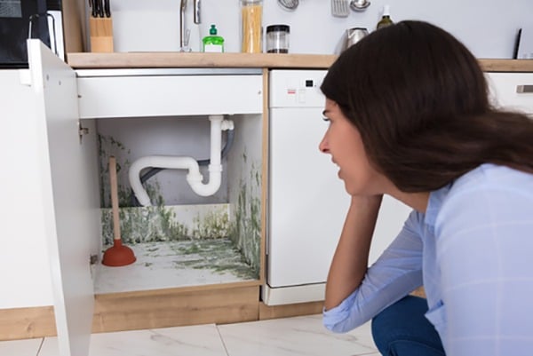 Mold Under Kitchen Sink