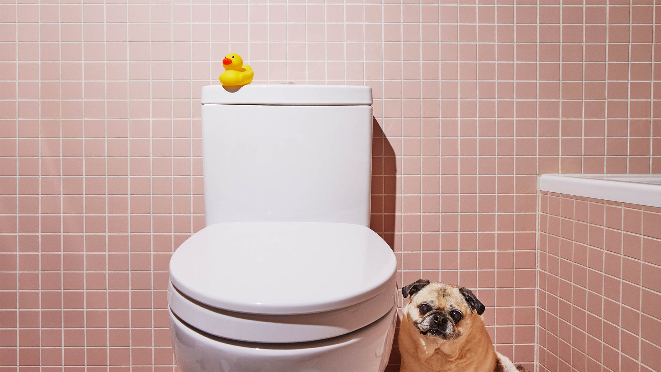 White toilet